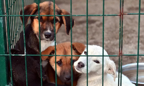 NATO Zirvesi öncesi emniyetten belediyelere yazı: Sokak köpeklerinin toplatılması emri verildi