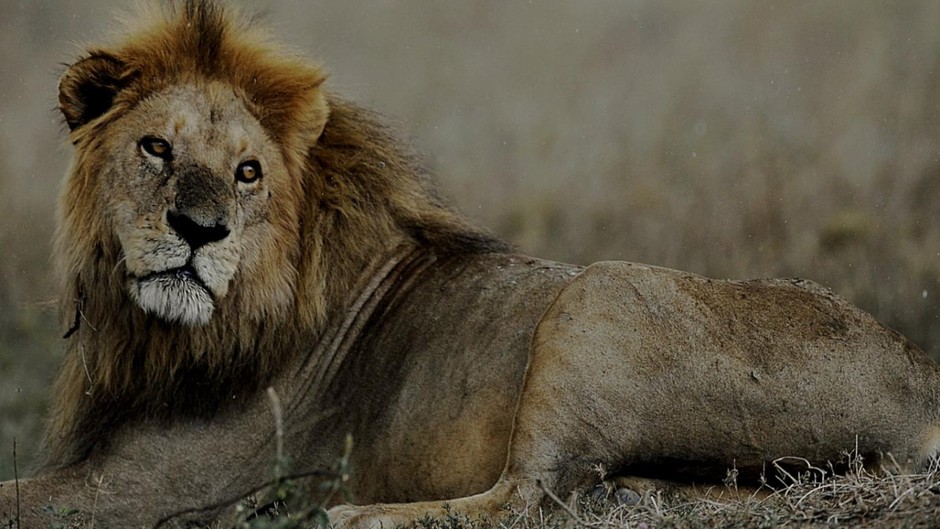 Genç Aslanlar, Serengeti'nin Kralı"nı Öldürdü!