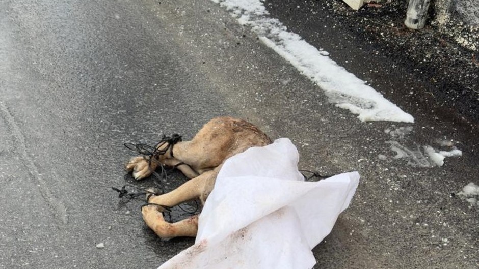 Kayseri'de vahşet: Cane Corso köpeği ayaklarını bağlayıp silahla öldürdüler