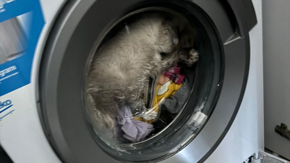 Çamaşır makinesine saklanan kediyi sahibi fark etmedi, makineyi çalıştırdı bakın sonra ne oldu?