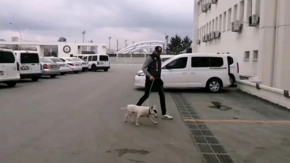 10 bin Euro değerindeki Bull Terrier'i çaldı, tutuklandı