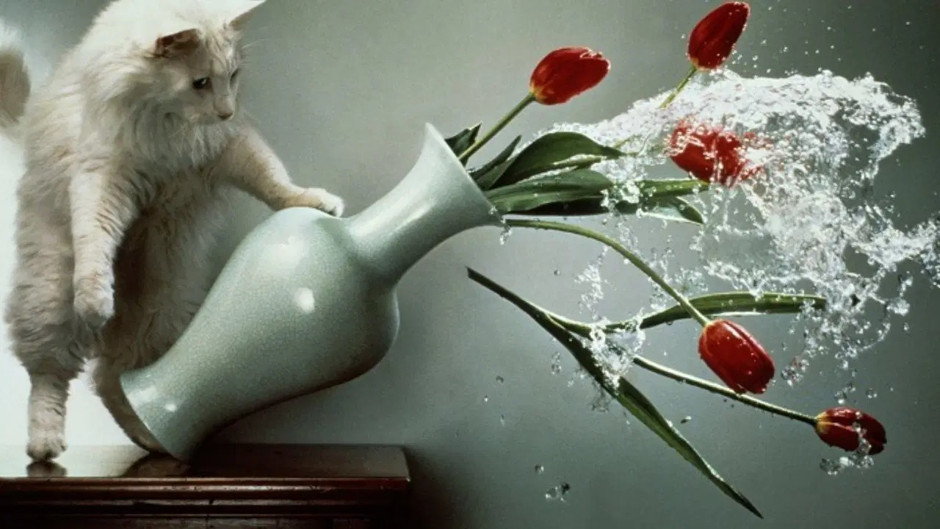 Kedilerin masadan sürekli eşya itmesinin bilimsel nedeni ortaya çıktı