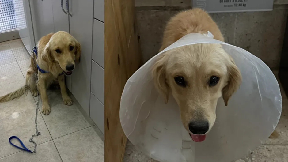 Denize girdiği için şikayet edilen Ares isimli köpek barınakta kanlı ishal hastalığı kapıp can verdi