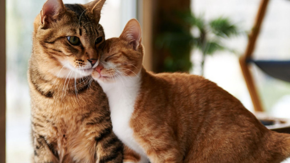 Kedilerin 10 bin yıldır çözülemeyen gizemi: Antik tanrıçalardan sosyal medya fenomenliğine...