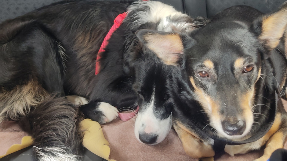 Köpekleri bu kadar çok sevmemizi bilim nasıl açıklıyor?