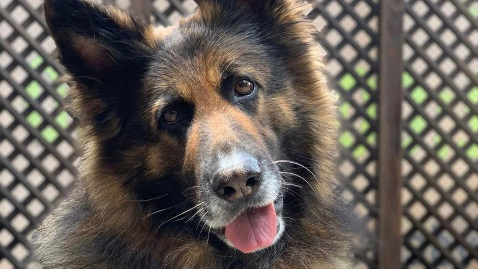 Nero cinayetine takipsizlik kararı hukukçuları da isyan ettirdi