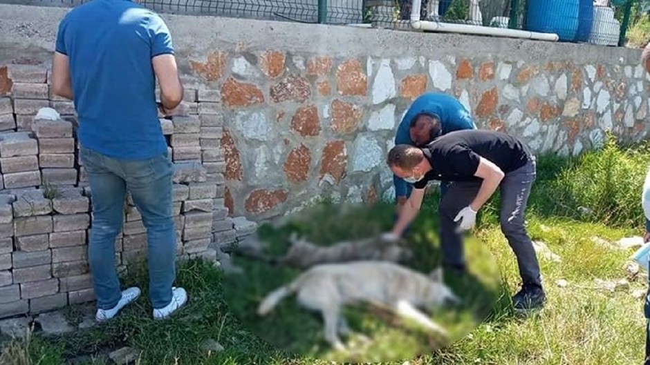 Yalova'da 7 Köpek Zehirlenerek Öldürüldü