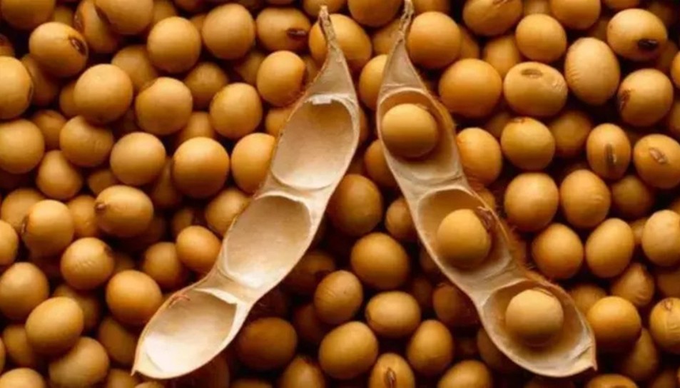 Doğadaki En Güçlü D Vitamini Kaynağı! Girdiği Evde Ömrü En Az 10 Yıl Uzatıyor