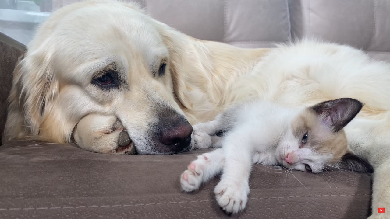 4 Nisan Dünya Sokak Hayvanları Günü’nde uzmanlar uyardı : Üretmeyin, sahiplenin