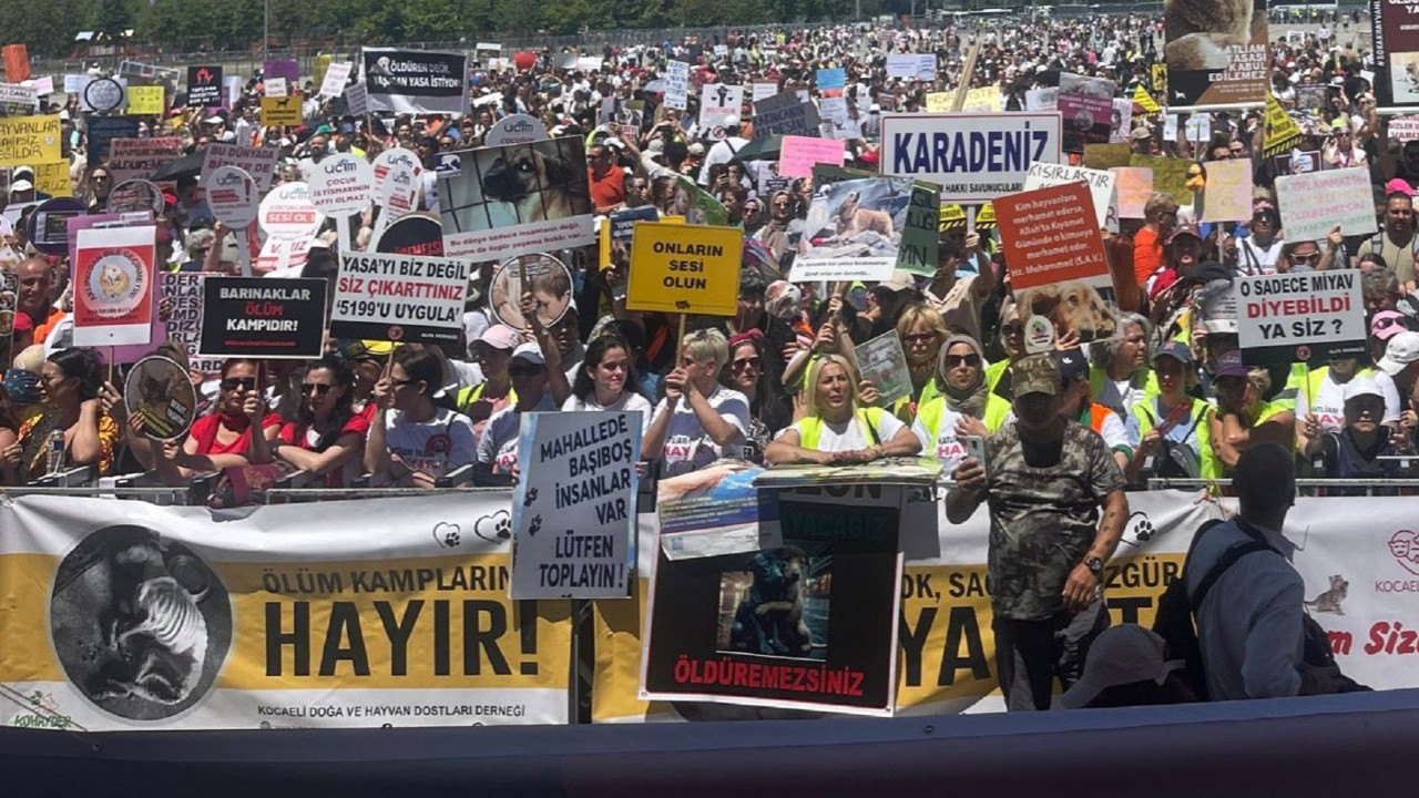 Hayvanseverler kazandı: Ötanazi ve toplatma kararı reddedildi!