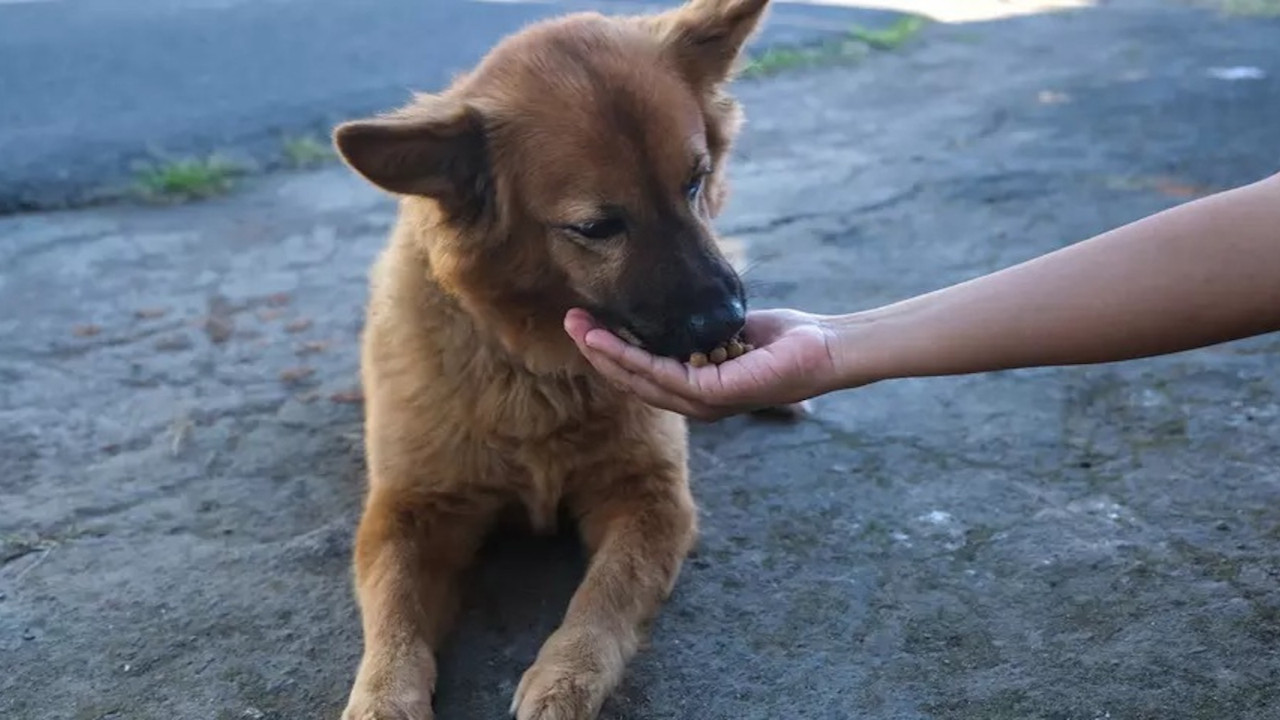 İstanbul Valiliği'nden tüm belediyelere sokak köpeklerini toplayın talimatı