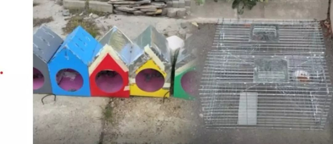 Ünlü oyuncu Kubilay Aka kedilere kurulan kapanları gösterdi, jandarma devreye girdi - Resim: 3