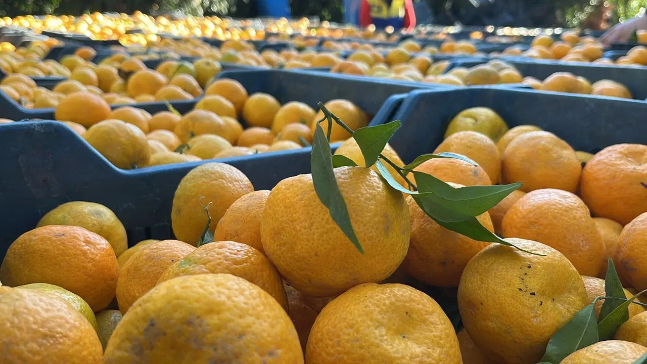 Bodrum mandalinasının kilosu bahçede 15, manavda 100 lira!