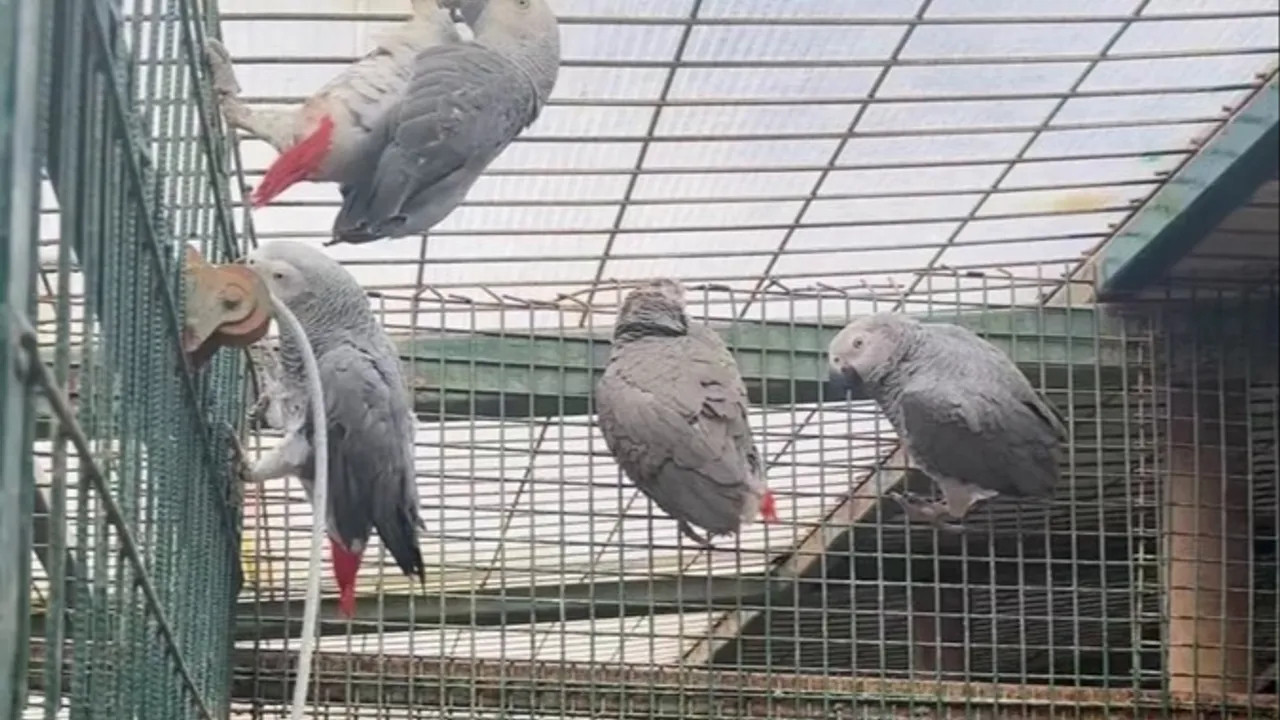 Libya'dan İstanbul'a gelen 2 yolcunun bagajından 20 Afrika papağını çıktı