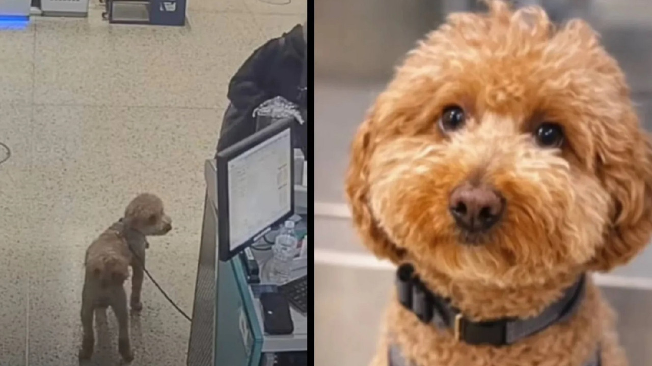 Köpeğini uçağa alamayan kadın havalimanında terk etti